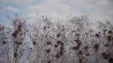 乌鸦在树上筑巢，钩针与乌鸦飞翔。 乌鸦坐在靠近巢穴的树上。 乌鸦飞过的剪影